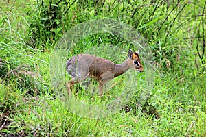 Dik Dik male