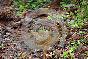 Dik Dik portrait