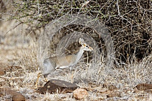 Dik-dik posing in Lewa Conservancy Kenya on a sunny day