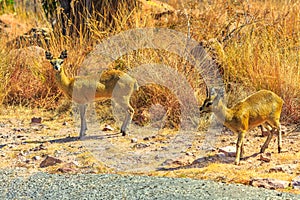 Dik-dik small antelopes