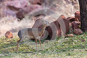 Dik-dik, the smallest antelope in the world near Waterberg, Namibia