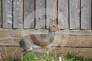 Dik dik in the sun