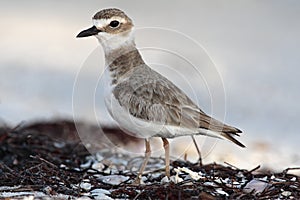 Dikbekplevier, Wilsons Plover, Charadrius wilsonia