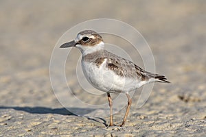 Dikbekplevier, Wilsons Plover, Charadrius wilsonia