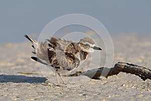 Dikbekplevier, Wilsons Plover, Charadrius wilsonia