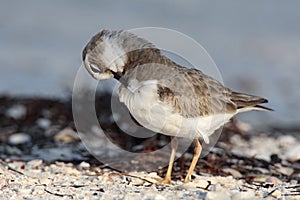 Dikbekplevier, Wilsons Plover, Charadrius wilsonia