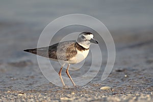 Dikbekplevier, Wilsons Plover, Charadrius wilsonia