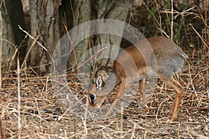 Dikdik