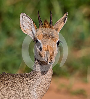 Dikdik antelope in Samburu, Kenya.