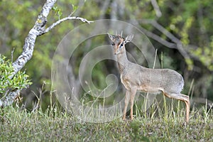 Dikdik in the Masai Mara