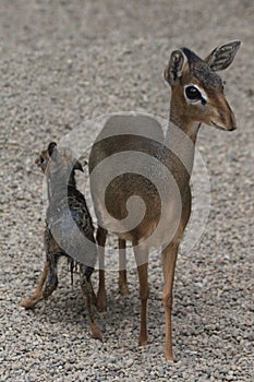 dikdik mother and newborn child