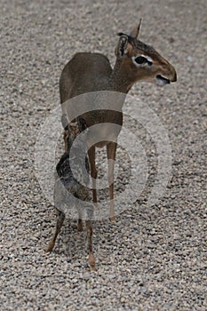 dikdik mother and newborn child