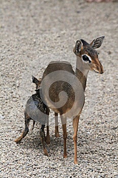 dikdik mother and newborn child