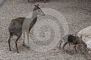 dikdik mother and newborn child photo