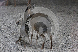 dikdik mother and newborn child photo