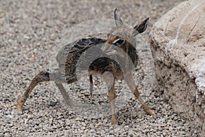 dikdik newborn animal child photo