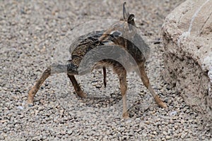 dikdik newborn animal child photo