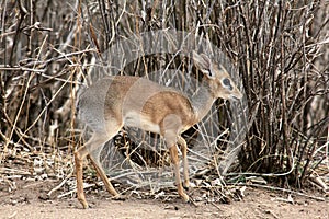 Dikdik portrait