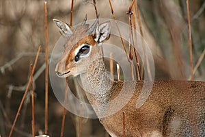 Dikdik portrait photo