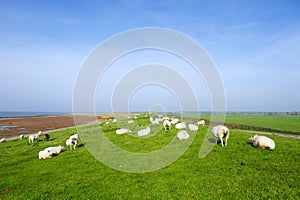 with sheep at Dutch Ameland photo