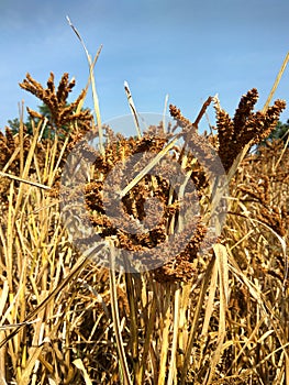 ragi or nachni healthy Indian High fiber content grain food