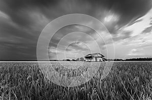 Dilapidated abandon wooden house surrounding paddy field