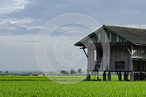 Dilapidated abandon wooden house surrounding paddy field