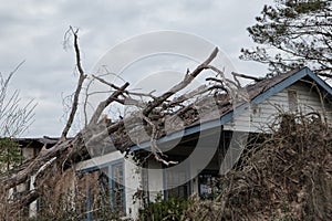Dilapidated damaged abandoned house and tree
