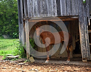 Barn Shelters Chestnut Colored Horse photo