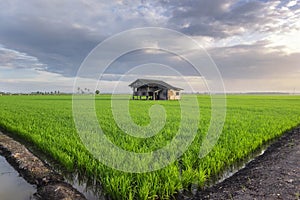 Dilapidated wooden house view surrounding with green paddy rice field