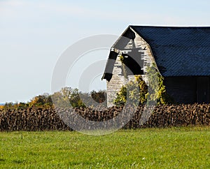 Dilapidated rustic wood barn in sunflower field ready for harvest