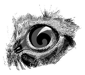 Dilated Cat Eye, vintage illustration photo