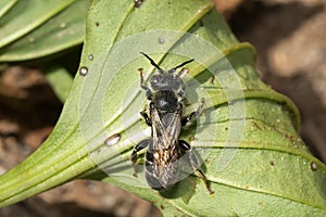 Dilated-horned Small-Mason - Hoplitis spoliata