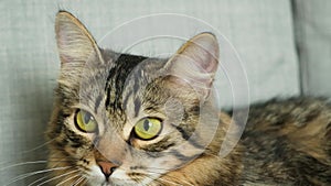 Dilation and constriction of the pupils of a cat, a cat's gaze. The domestic cat follows the target