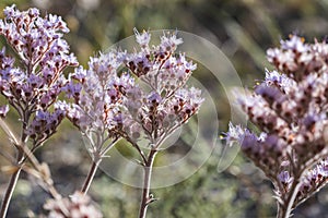 Dilatris corymbosa plant has many small pink flowers