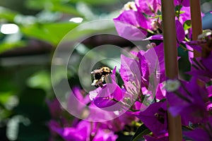 Diligent bee covered with pollen on a leaf of a Bougainvillae