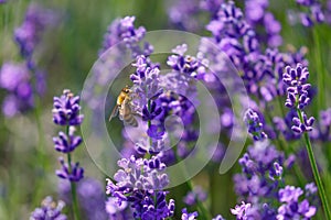 Diligent bee harvest the pollen from purple lavender flower for making honey at summer. Close-up macro