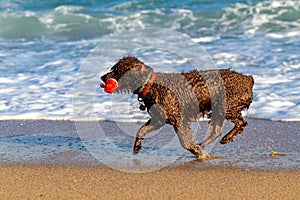 Diligent brown dog playing on the beach