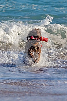 Diligent brown dog playing on the beach