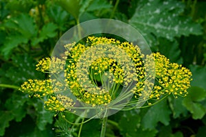 Dill photo