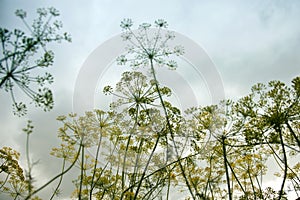 The dill against the sky in the garden