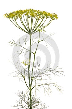 Dill (Anethum graveolens)