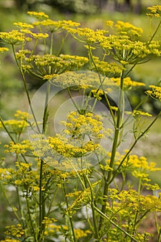 Dill Anethum graveolens