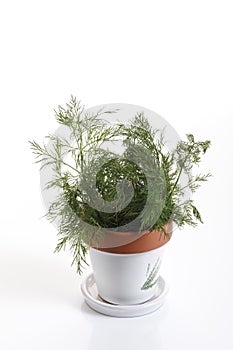 Dill (Anethum graveolens) in flower pot