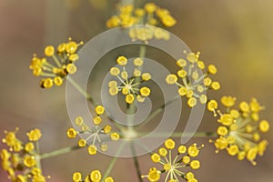 Dill Anethum graveolens flowers