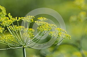 Dill