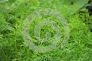 Dill Anethum graveolens