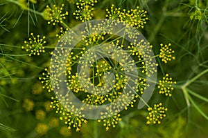 Dill or Anethum graveolens is a good herb for a vegetable garden