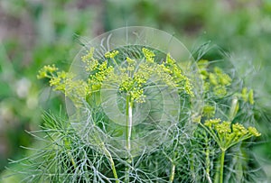 Dill Anethum graveolens green plant with small flowers and bud