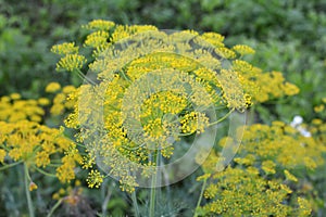 Dill Anethum graveolens grows in the garden